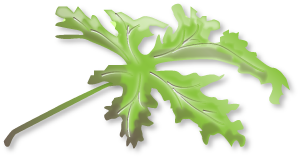 geranium blad